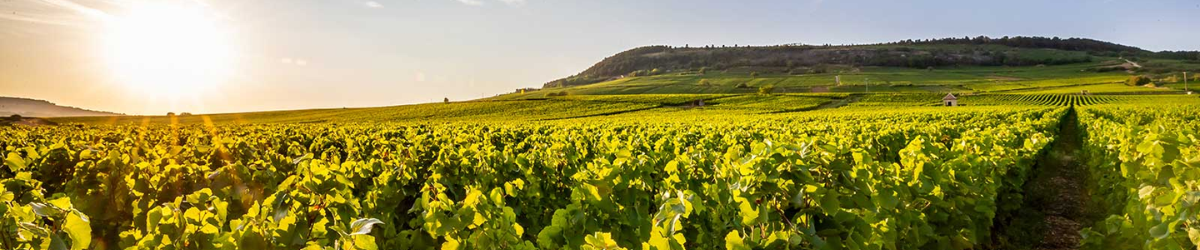 Image de marque Domaine Bertrand Bachelet