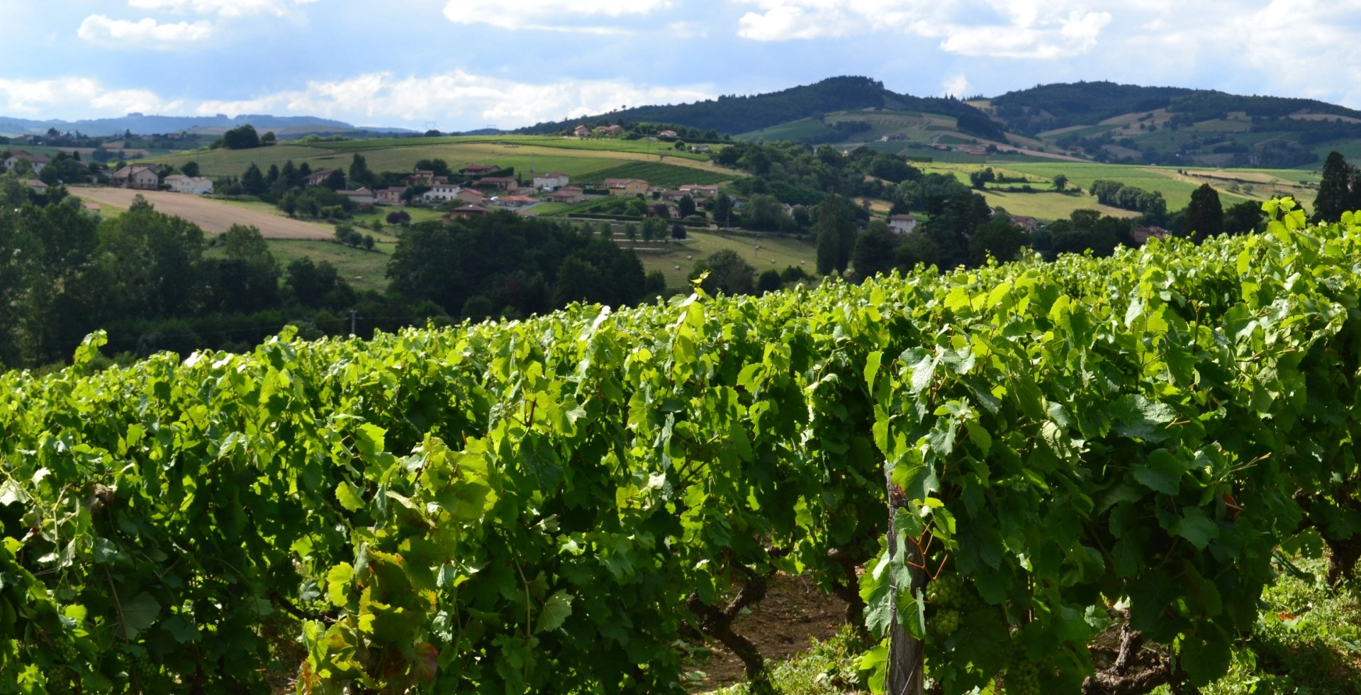 Vignes du Beaujolais du Domaine Pierre Marie Chermette