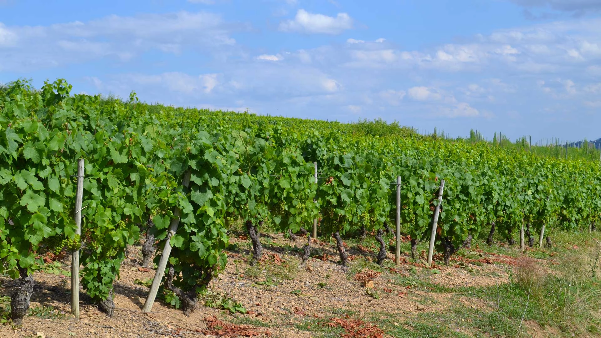 Vignes du Domaine Chermette