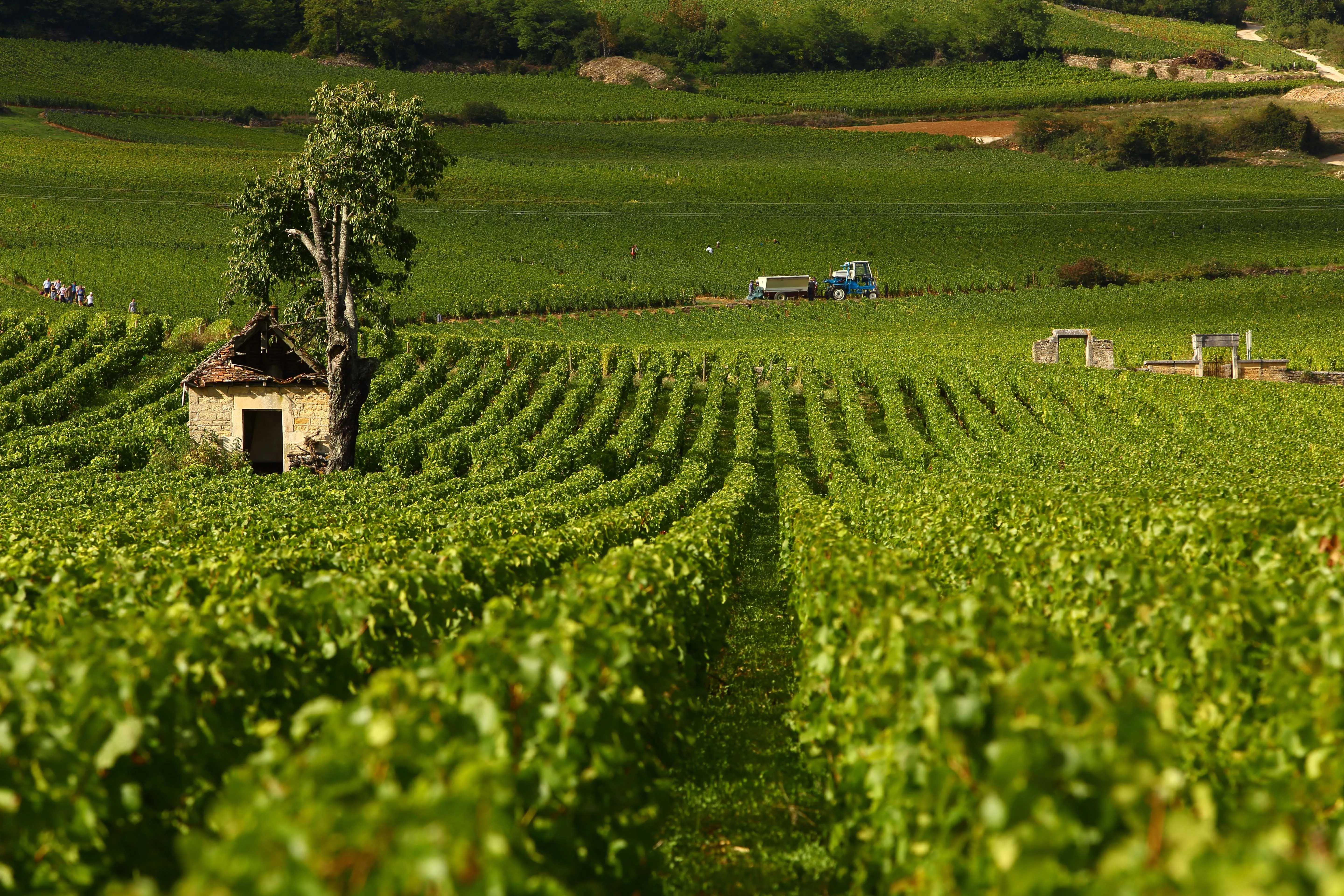 Illustration vignes en côte de Beaune