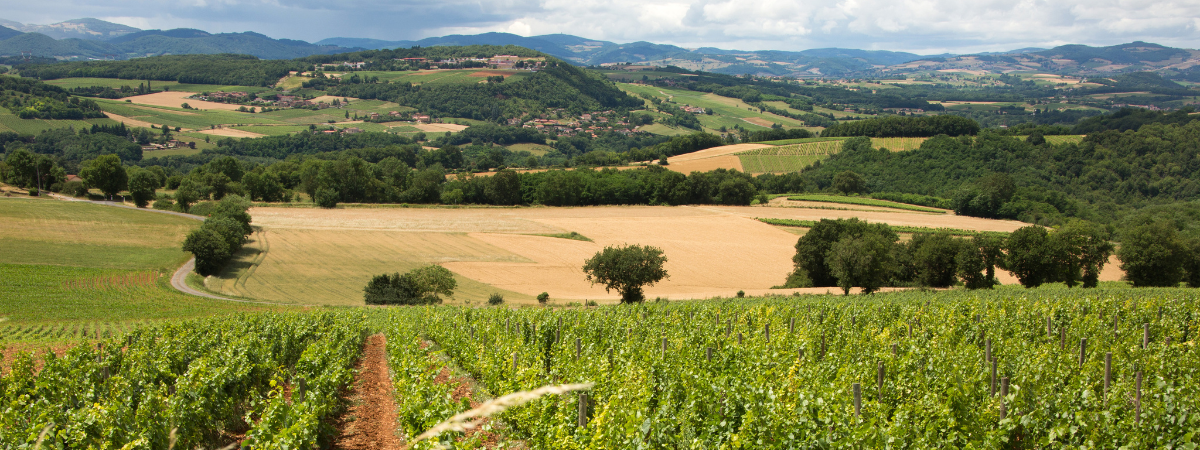 Illustration de la catégorie Beaujolais