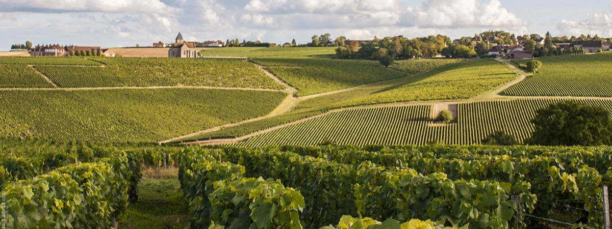 Illustration de la catégorie Chablis et Grand Auxerrois