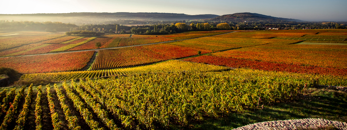 Illustration de la catégorie Bourgogne