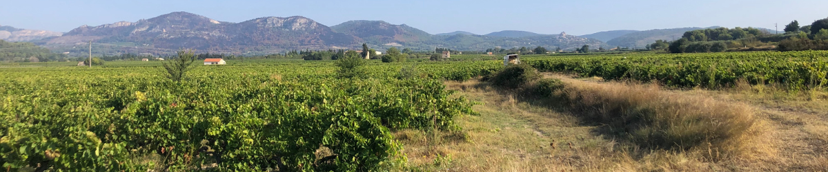 Image de marque Domaine Maxime Crotet