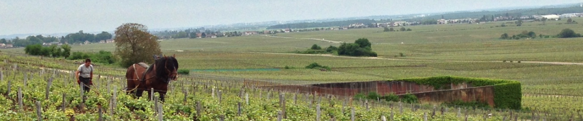 Image de marque Domaine Peirazau