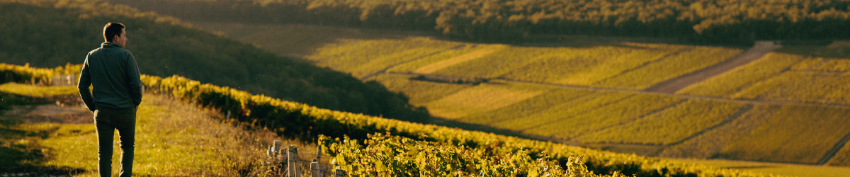 Image de marque Domaine Sébastien Dampt